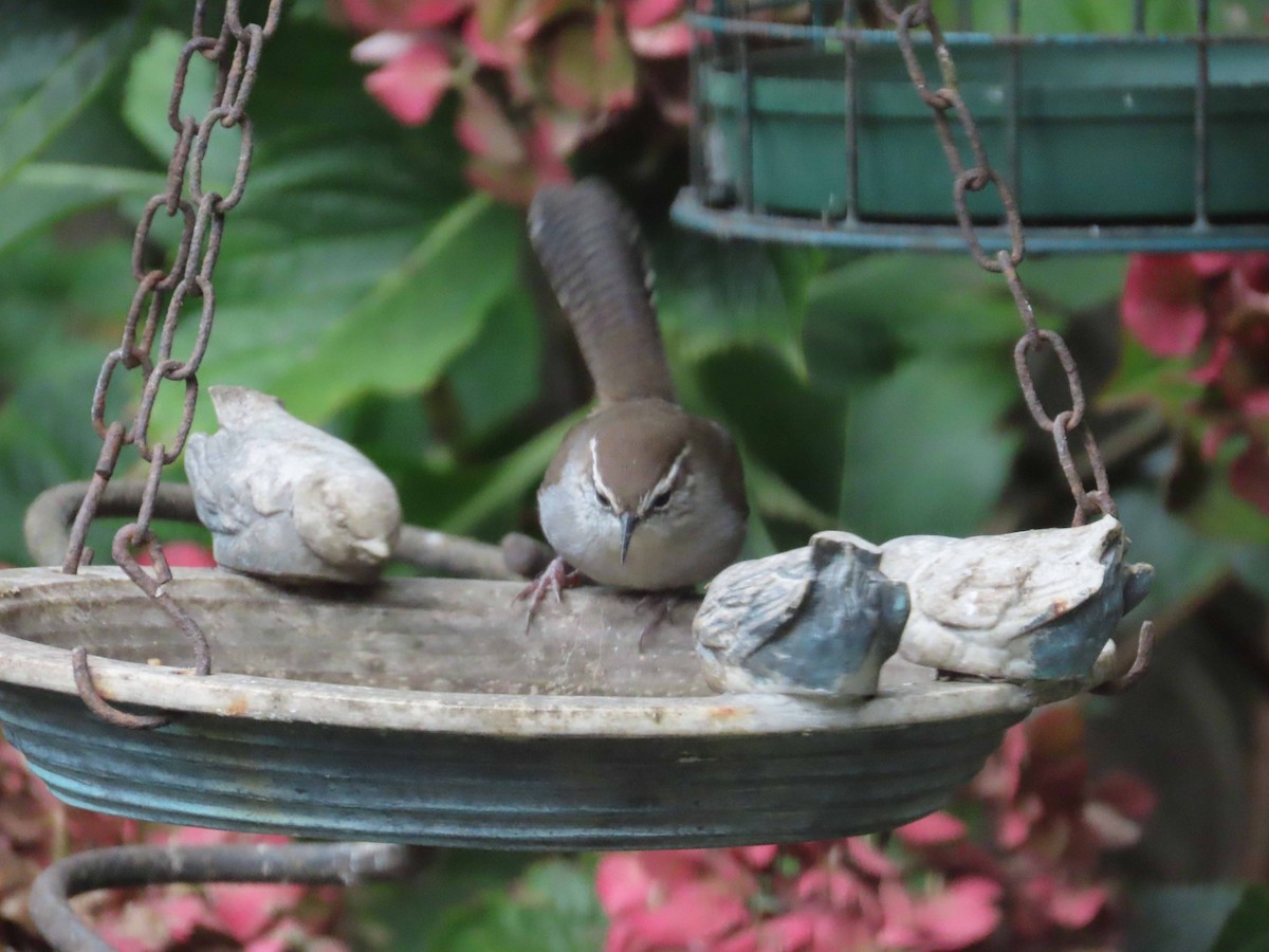 Bewick's Wren - ML645132533