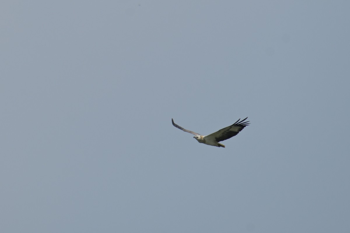 White-bellied Sea-Eagle - ML645132534