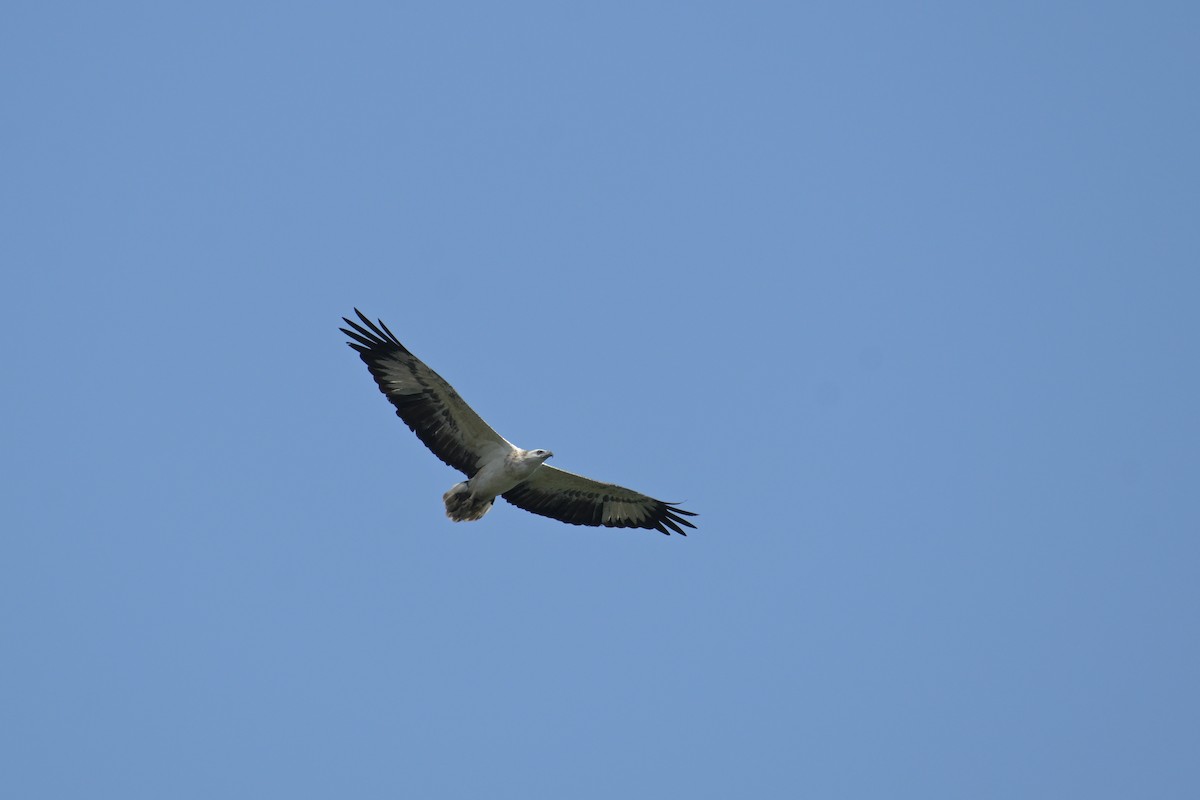 White-bellied Sea-Eagle - ML645132535