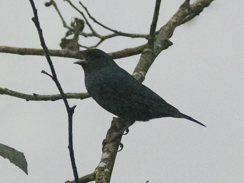 Slaty Finch - ML645132536