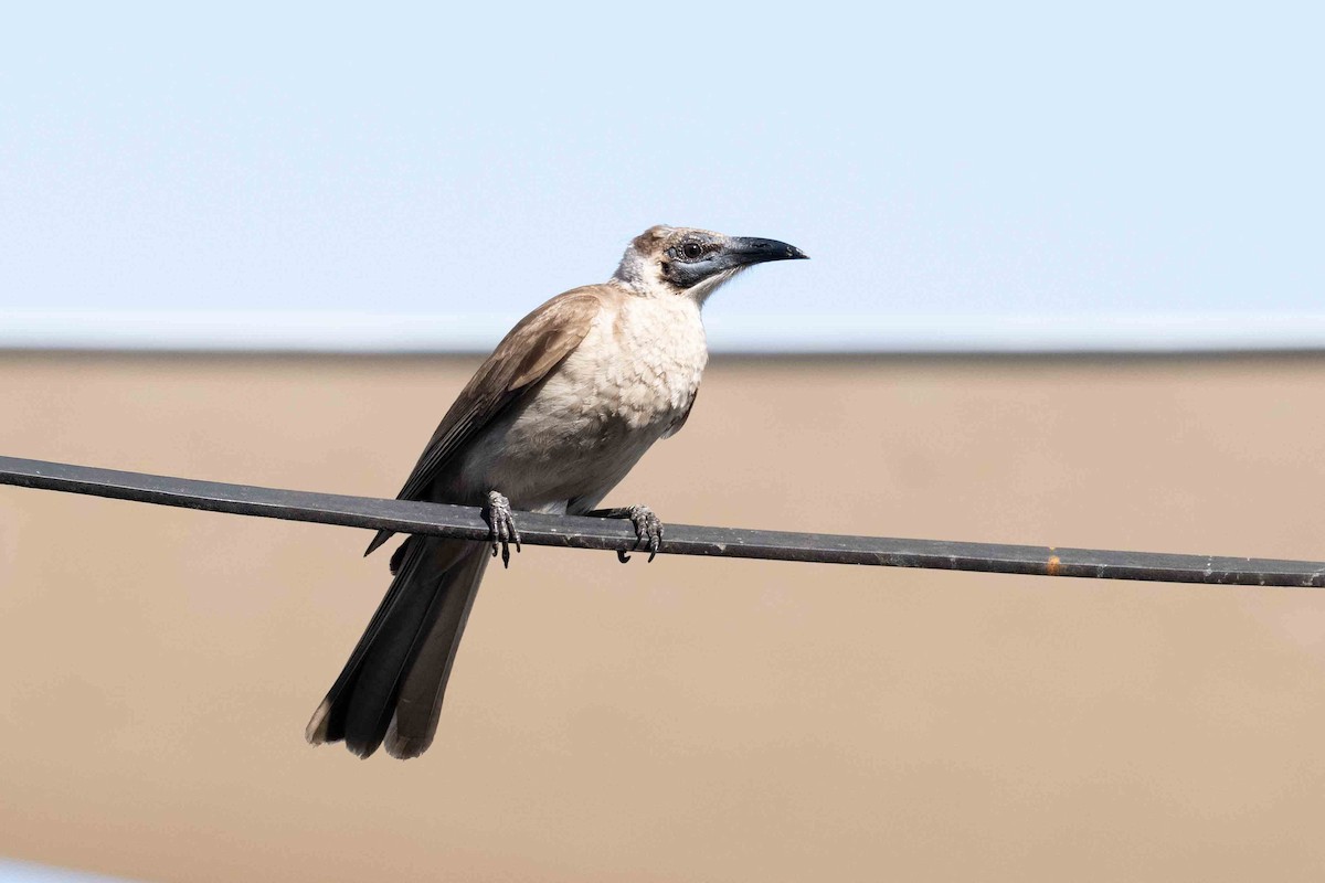 Little Friarbird - ML645132540