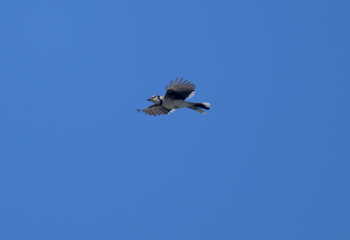 Blue Jay - ML645132546