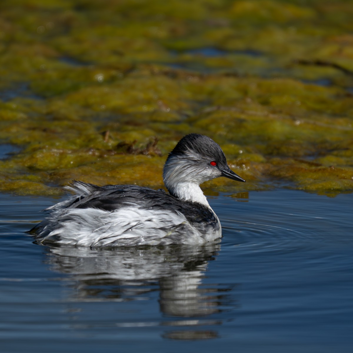 Silvery Grebe (Andean) - ML645132551