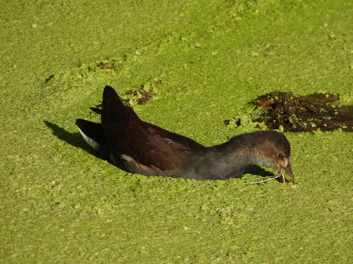 アメリカバン - ML645132552