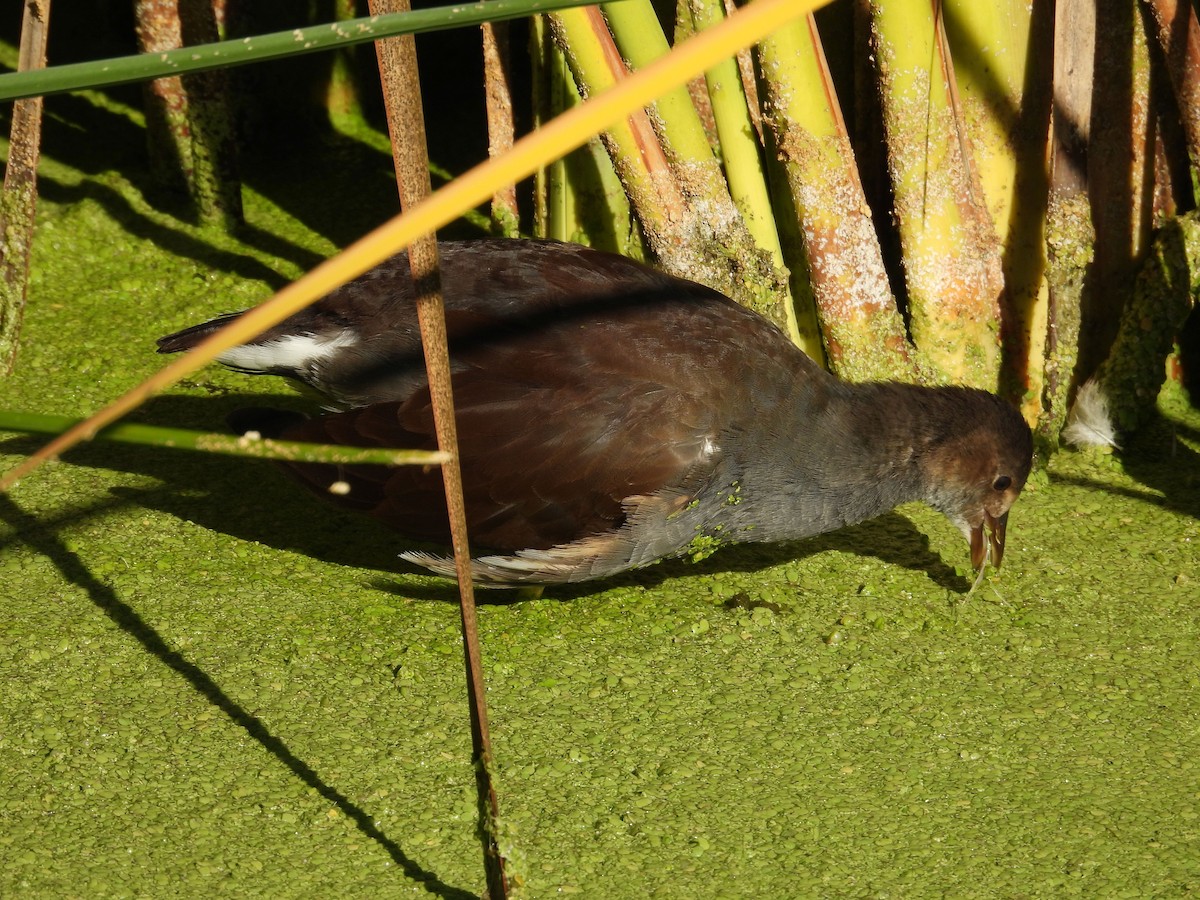 アメリカバン - ML645132553