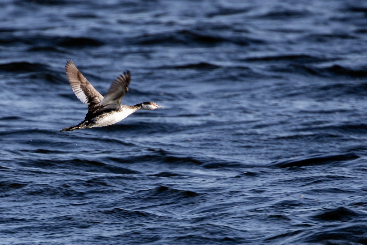 ミミカイツブリ - ML645132555