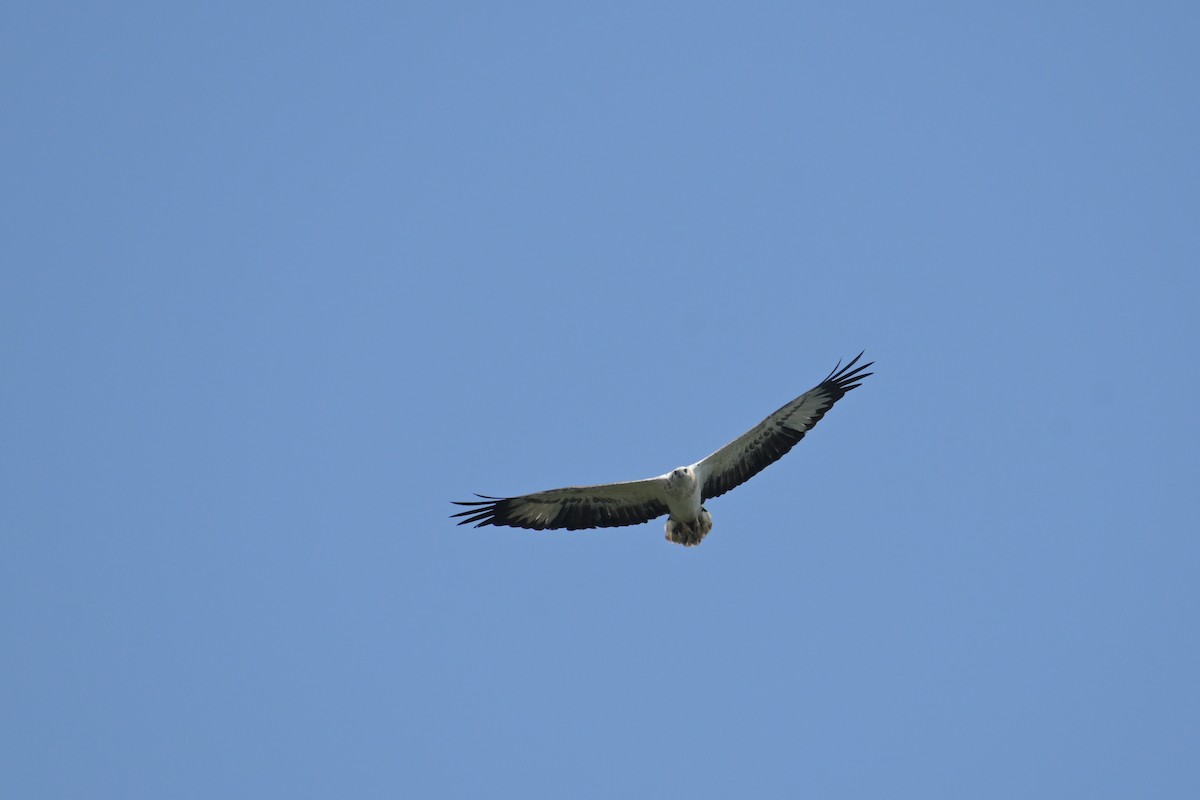 White-bellied Sea-Eagle - ML645132558