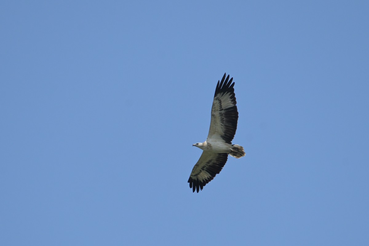 White-bellied Sea-Eagle - ML645132560