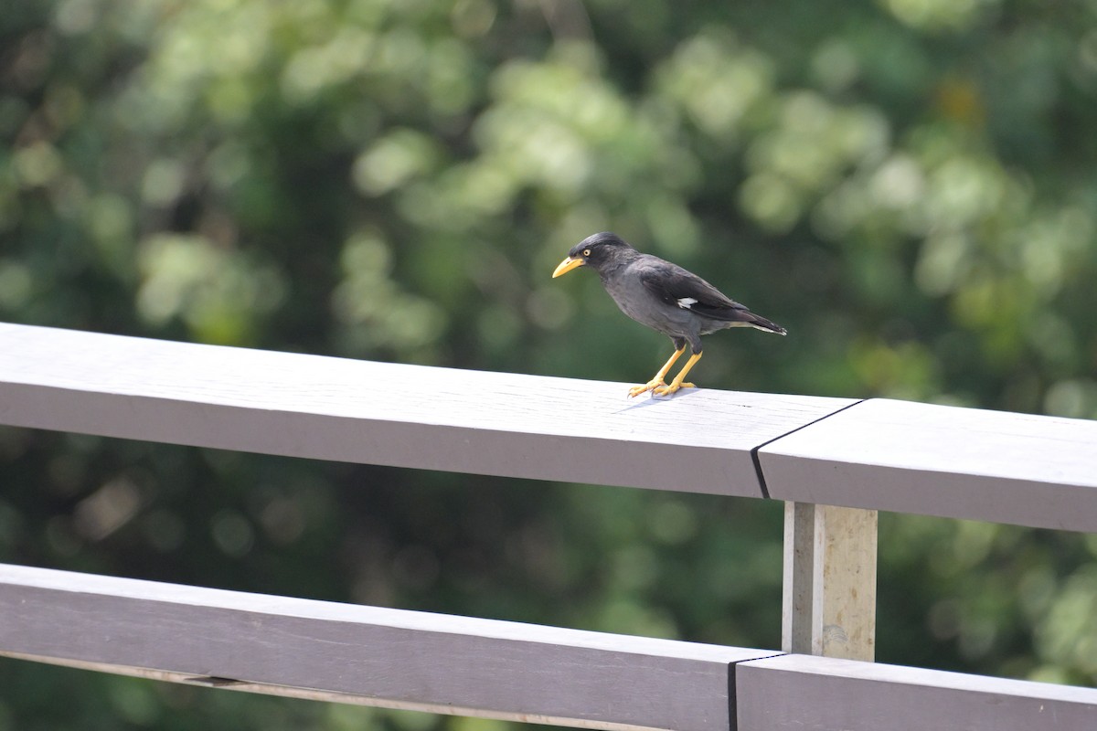 Javan Myna - ML645132573