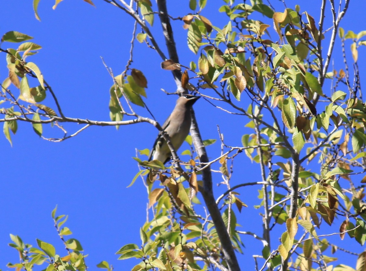 Cedar Waxwing - ML645132594