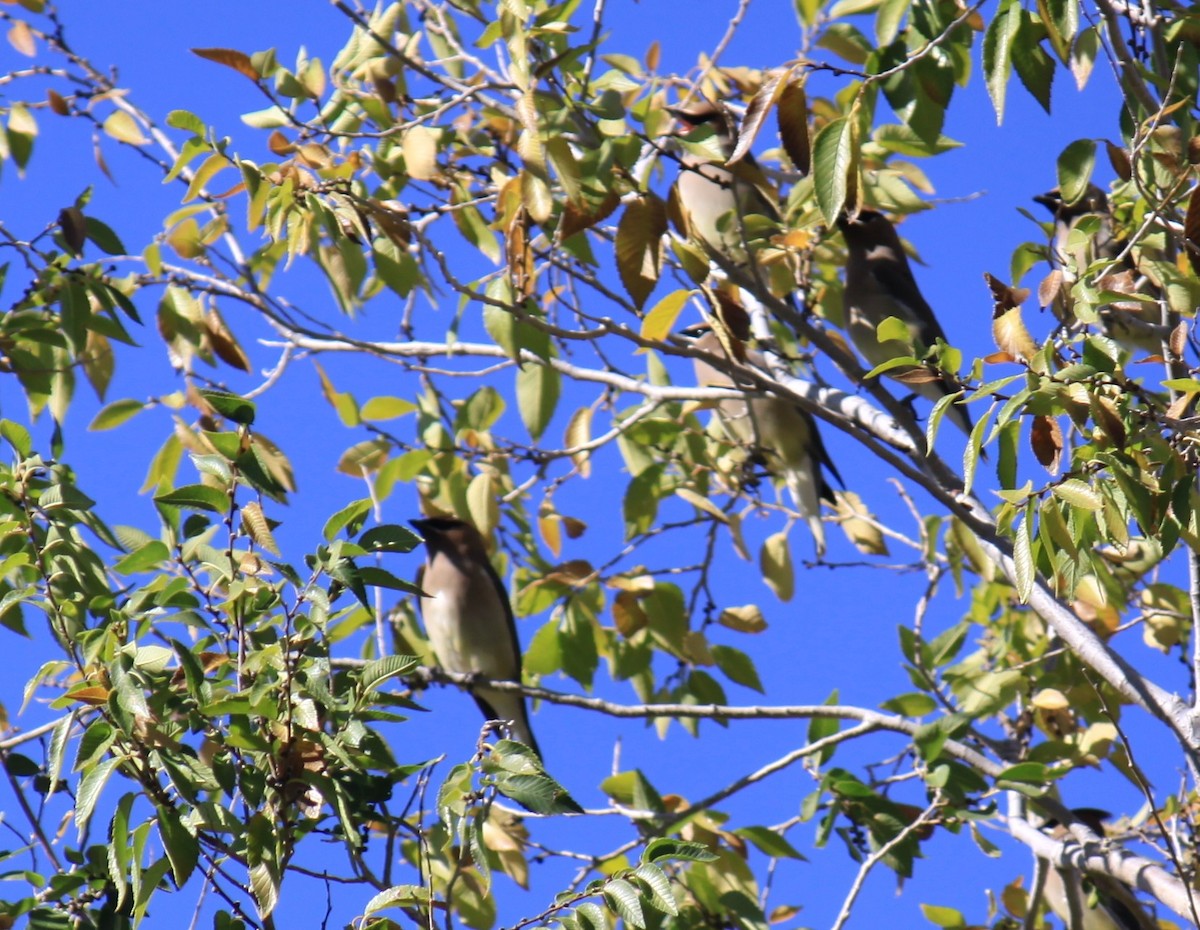 Cedar Waxwing - ML645132595