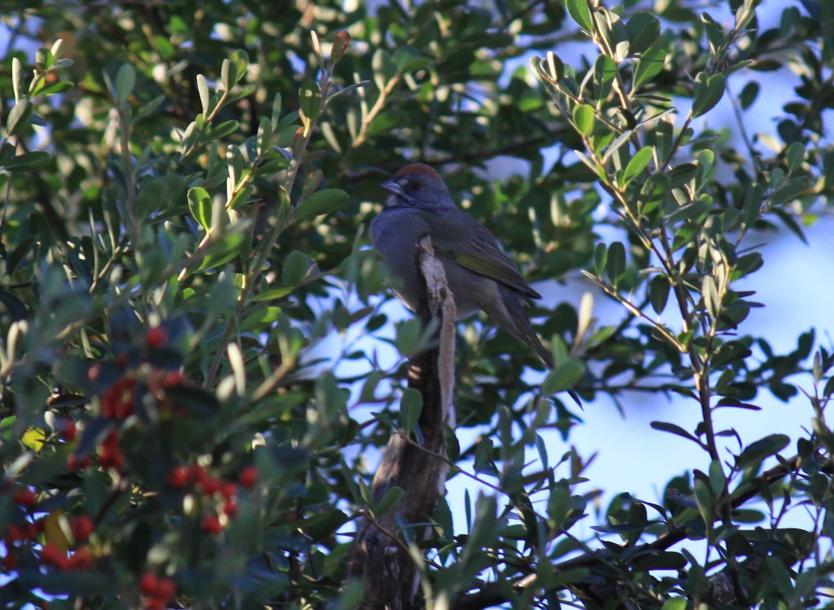 Green-tailed Towhee - ML645132603