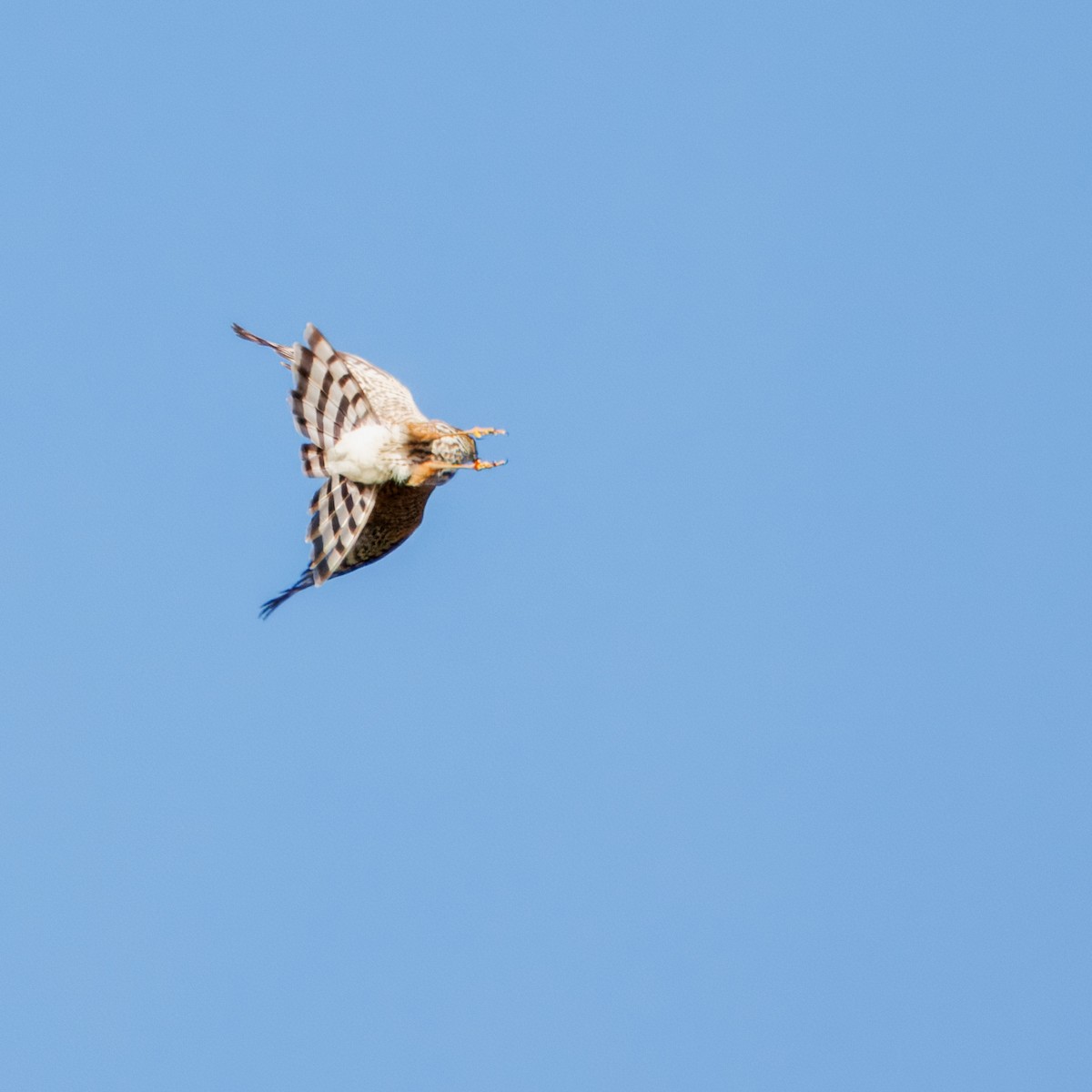 Sharp-shinned Hawk - ML645132623