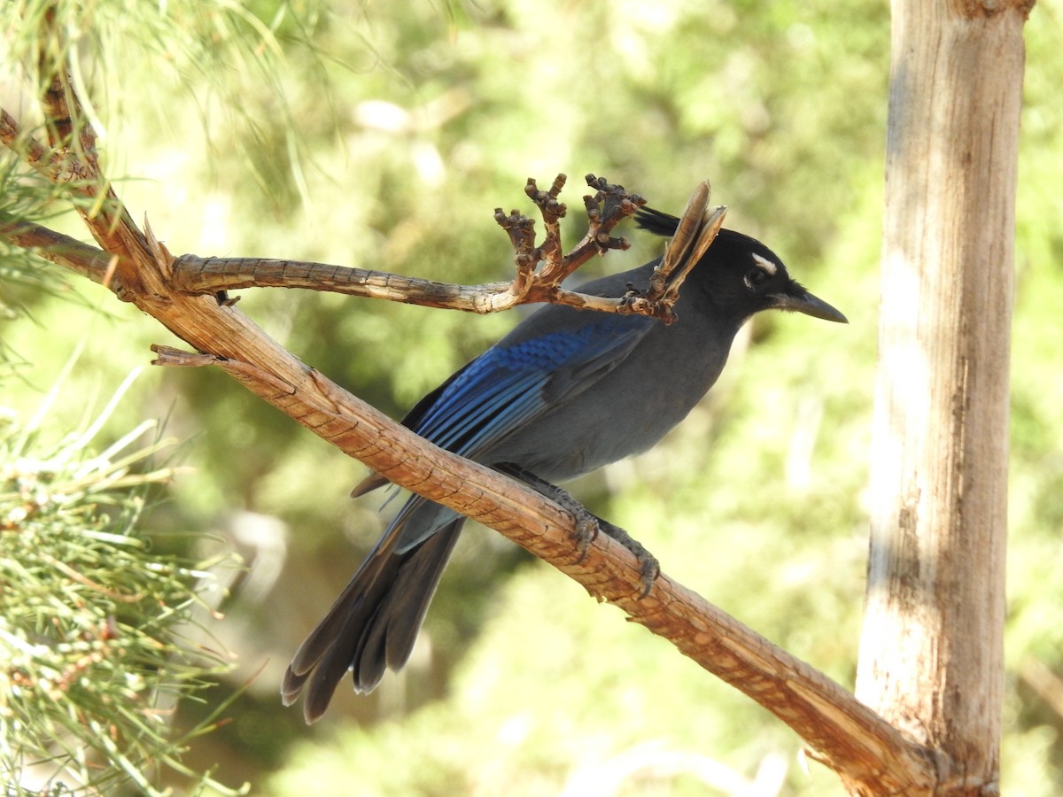 Steller's Jay - ML645132624