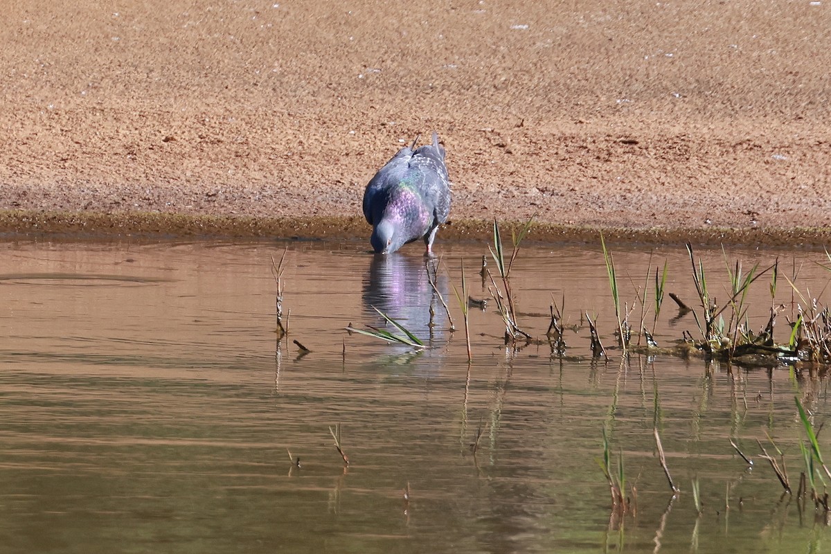 Kaya Güvercini (evcil tip) - ML645132640