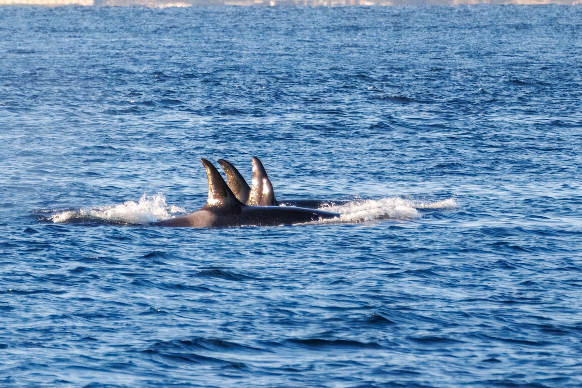 Animals - ML645132641