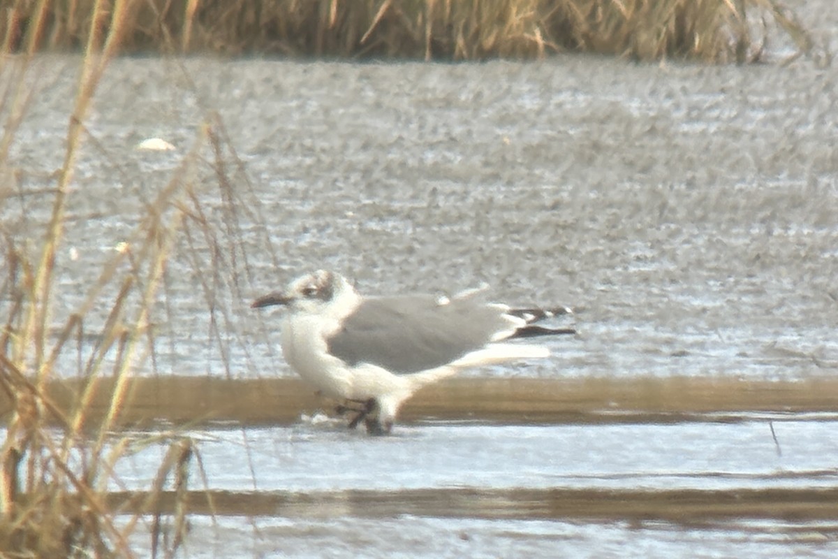 ワライカモメ - ML645132644