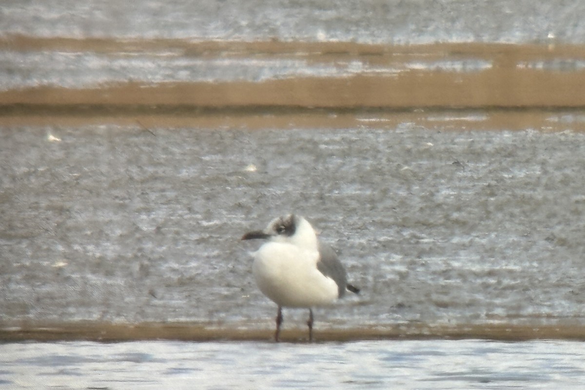 ワライカモメ - ML645132645