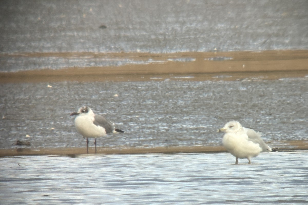 ワライカモメ - ML645132646