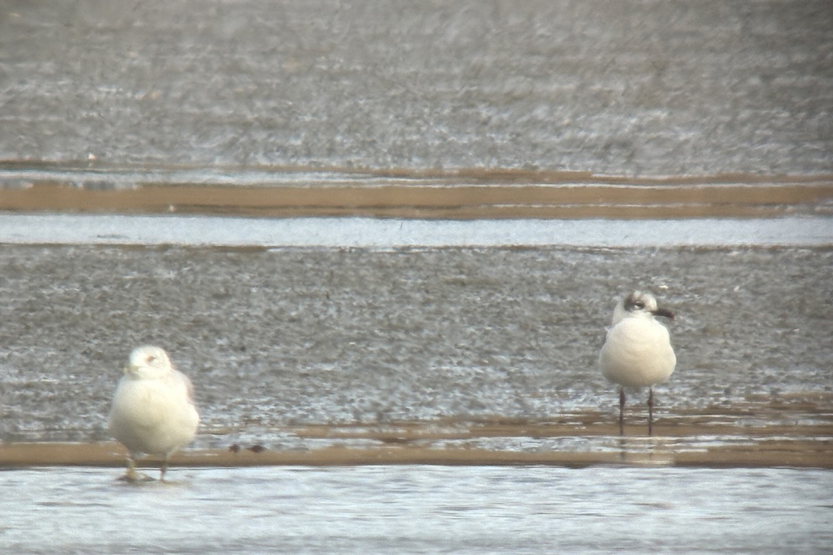 ワライカモメ - ML645132647