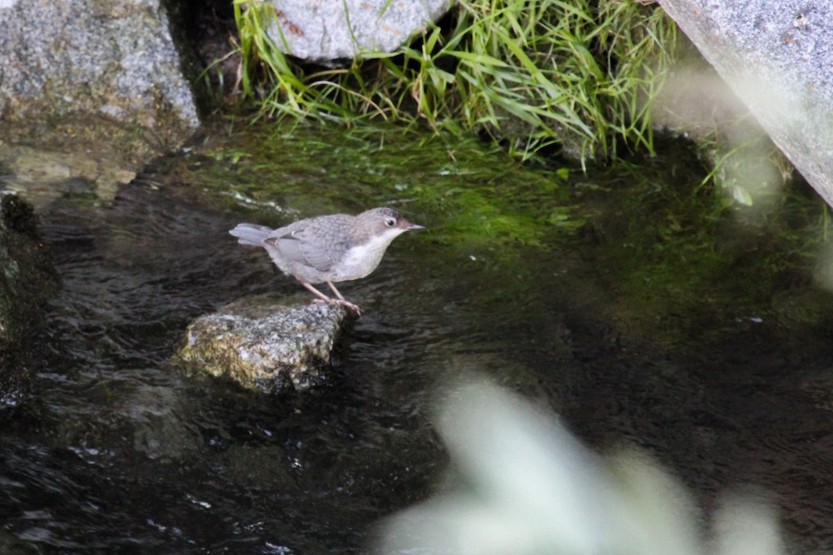 White-throated Dipper - ML645132657