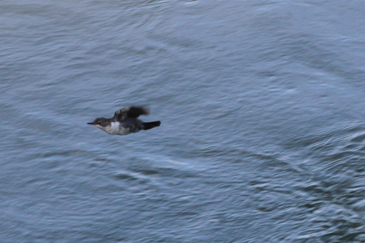 White-throated Dipper - ML645132658