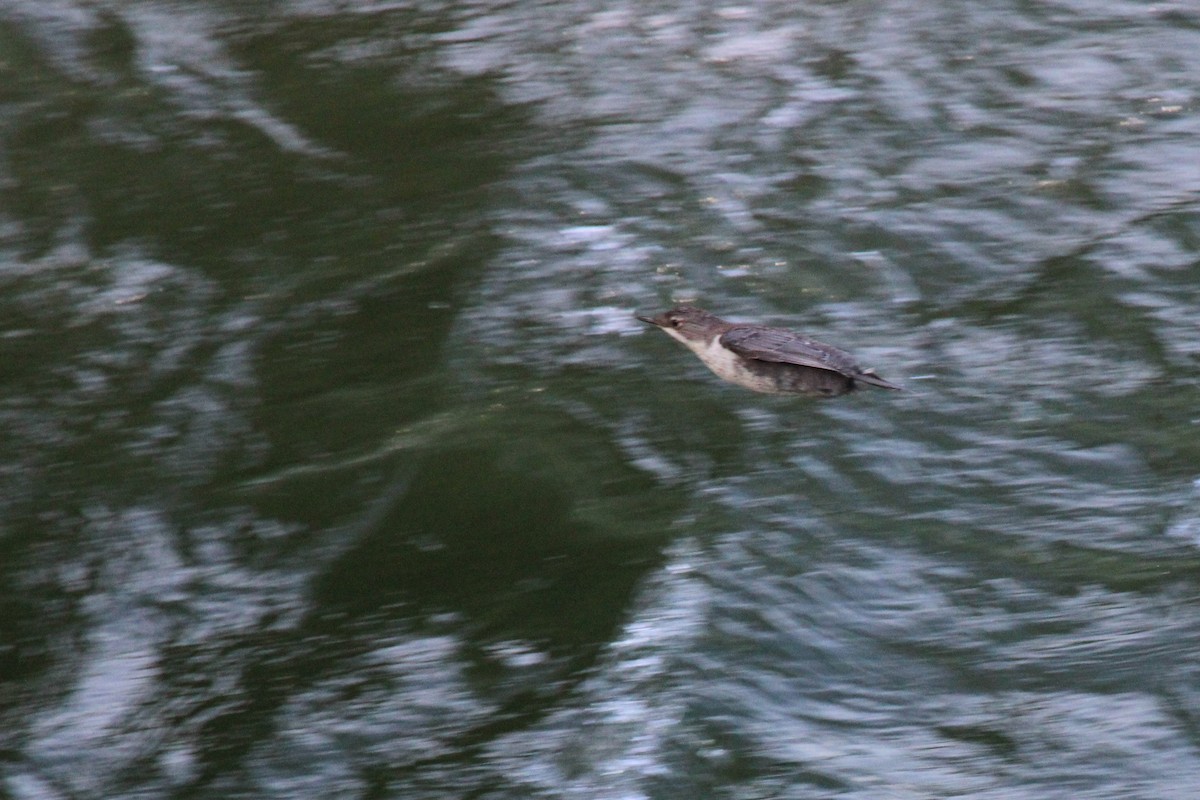White-throated Dipper - ML645132659