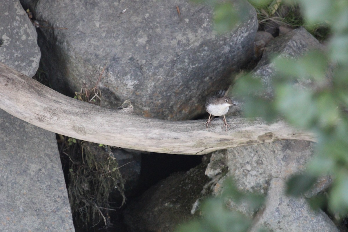 White-throated Dipper - ML645132660