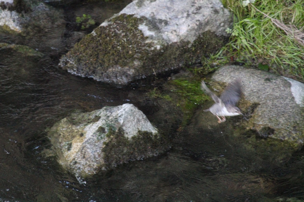 White-throated Dipper - ML645132661