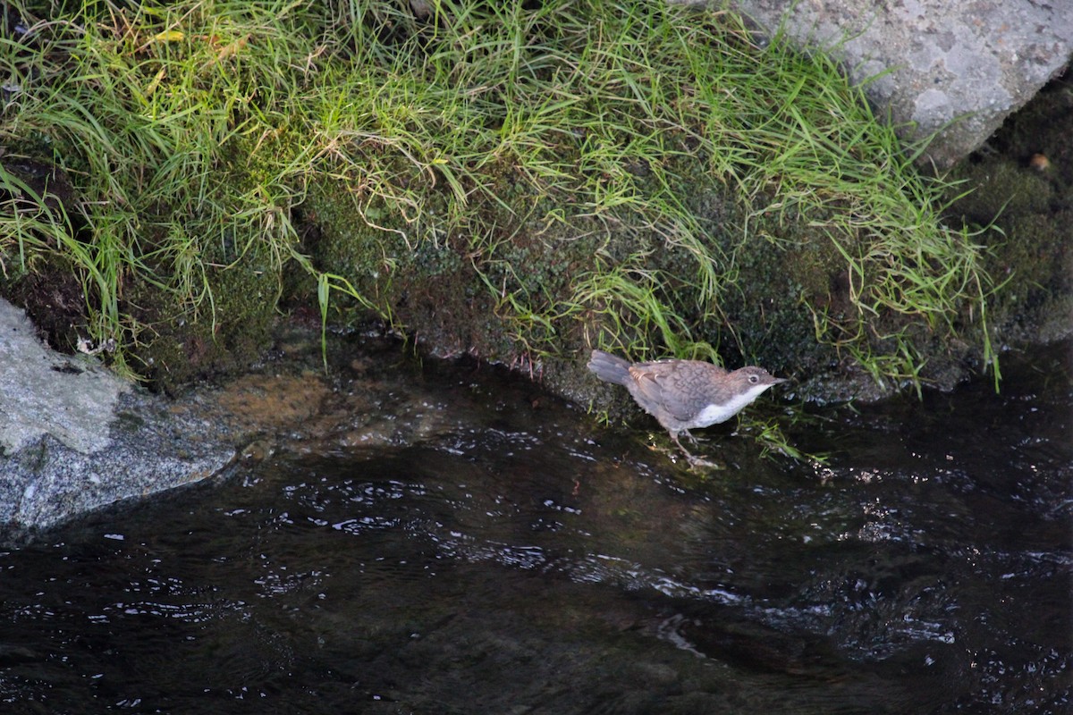 White-throated Dipper - ML645132662