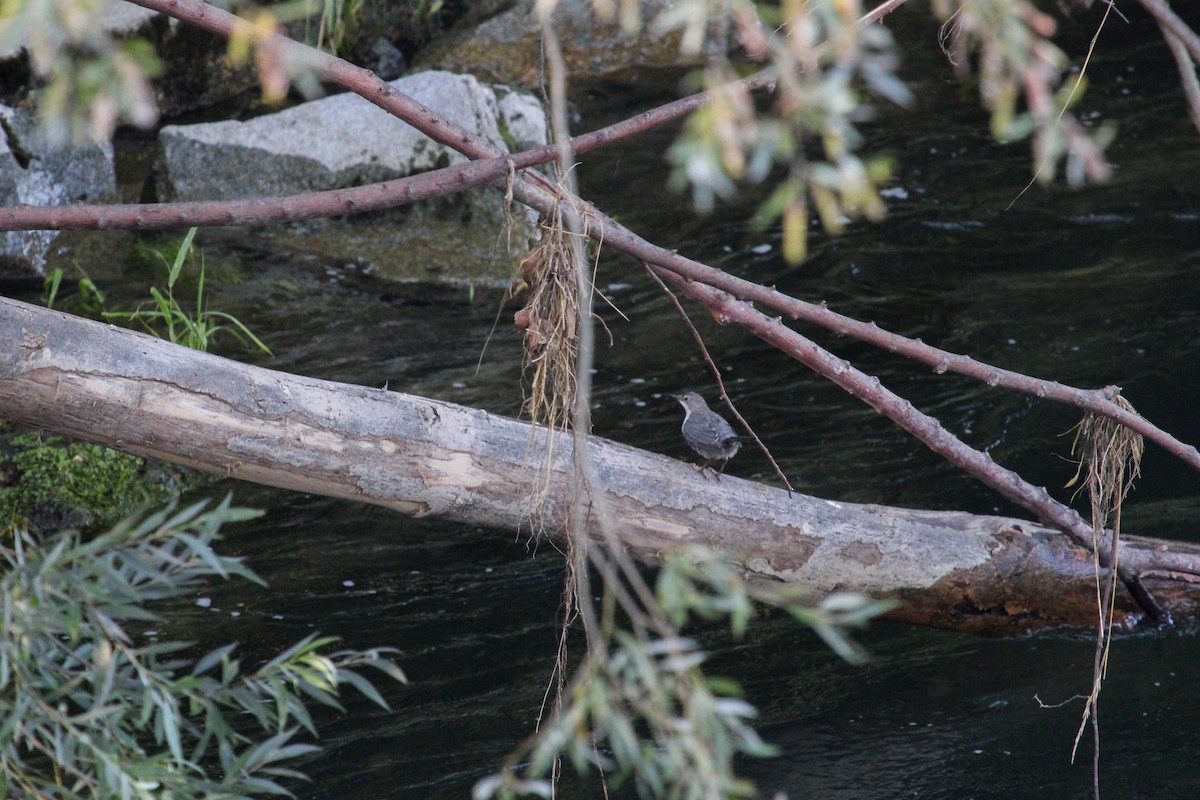 White-throated Dipper - ML645132663