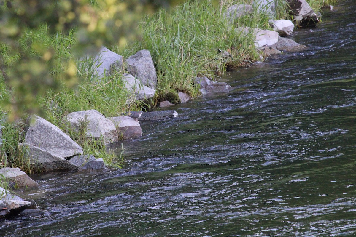 White-throated Dipper - ML645132664