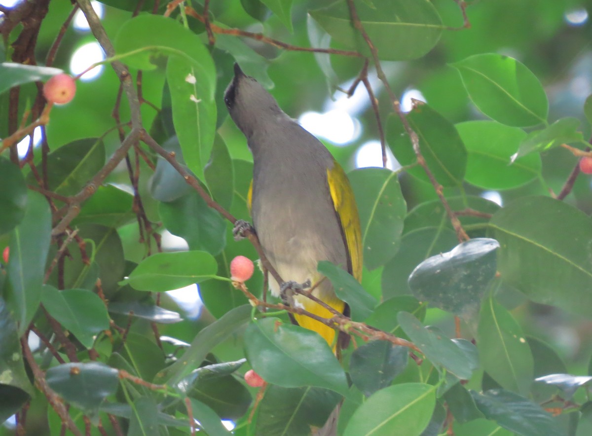 Gray-bellied Bulbul - ML645132674