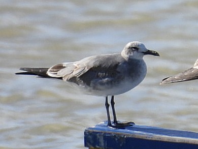 ワライカモメ - ML645132679