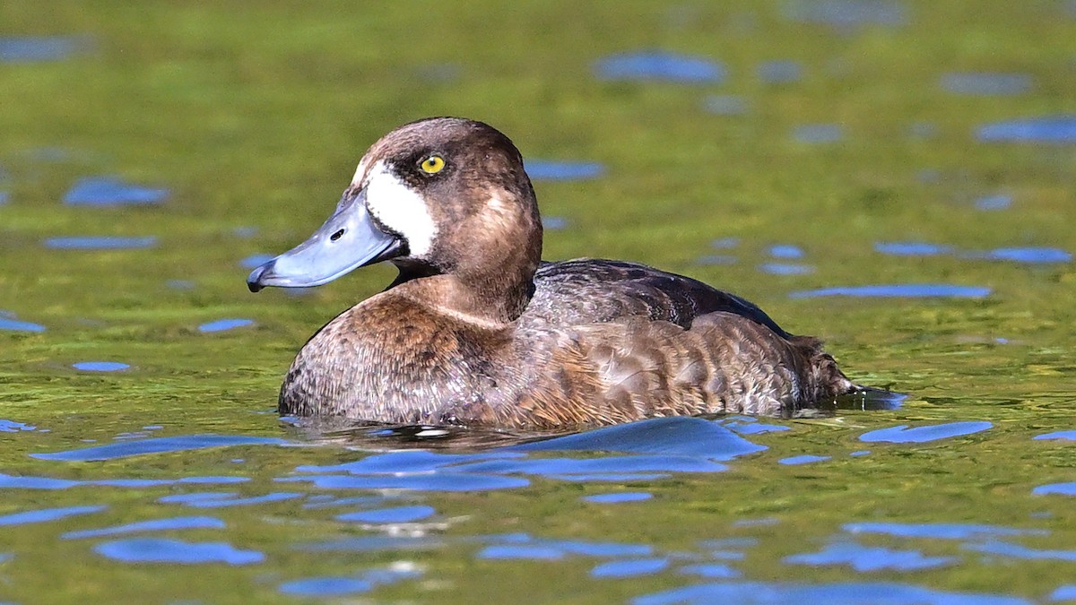 Greater Scaup - ML645132686