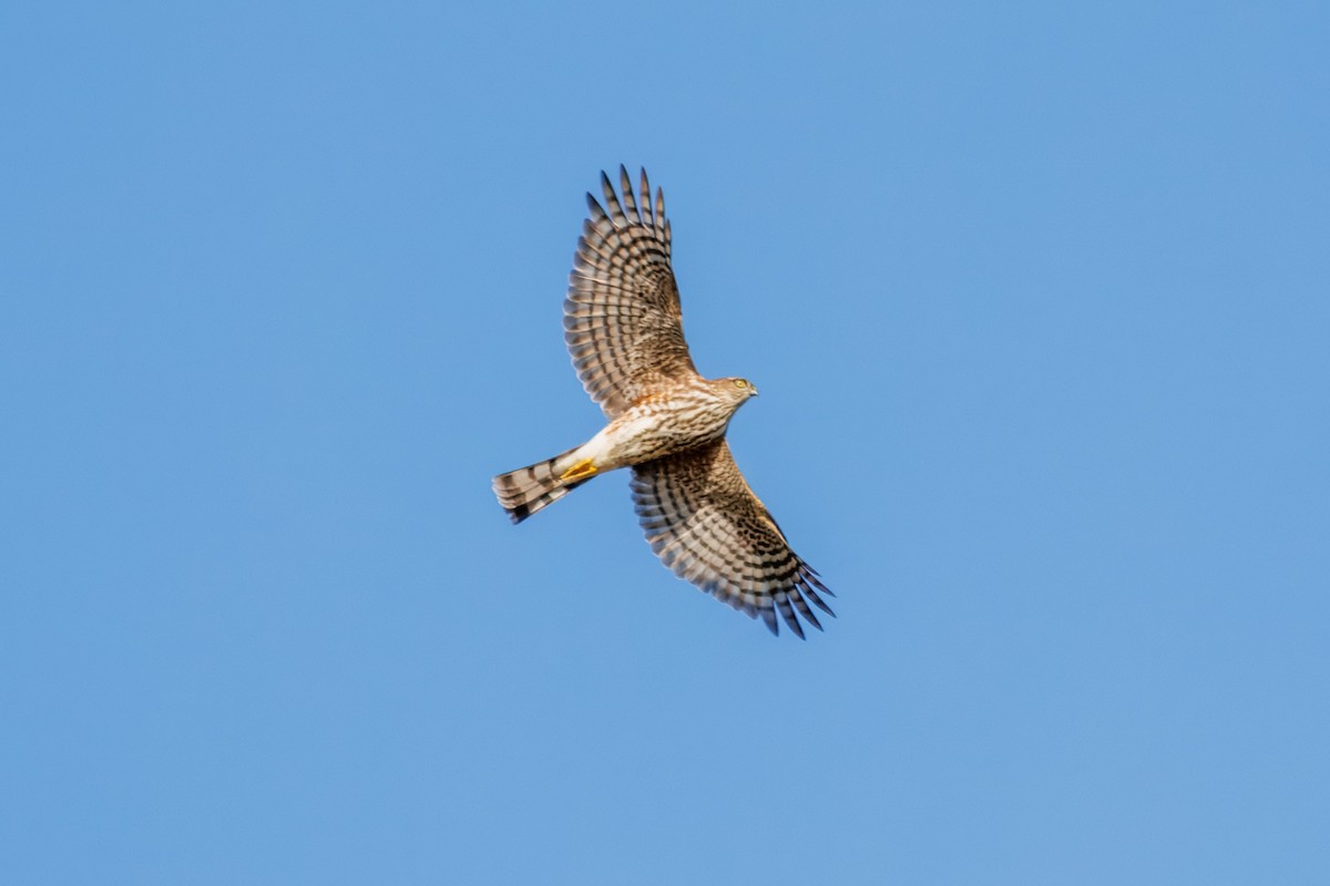 Sharp-shinned Hawk - ML645132688