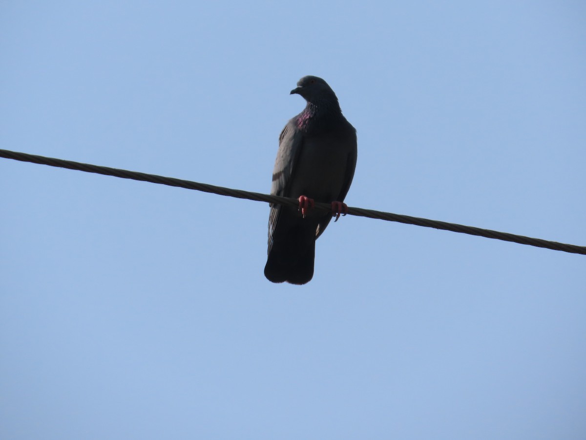 Kaya Güvercini (evcil tip) - ML645132700