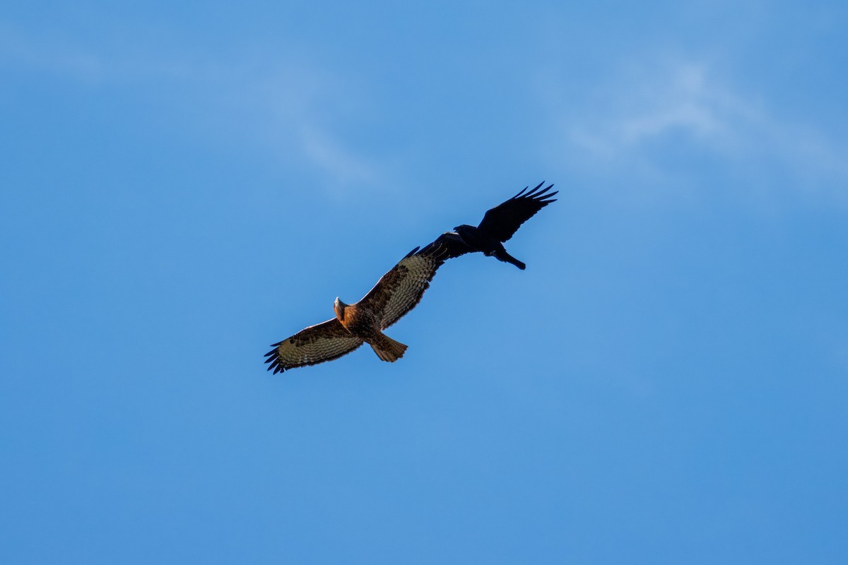 Red-tailed Hawk - ML645132707