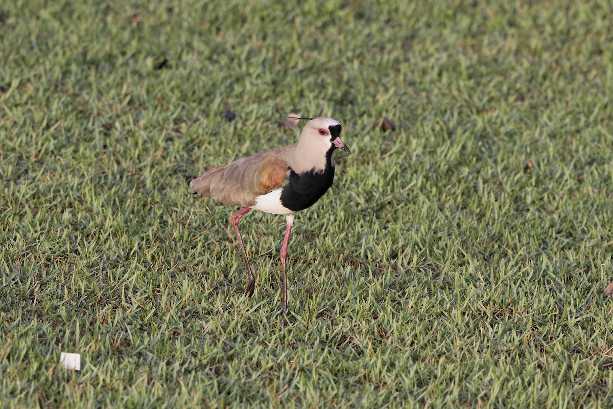 Southern Lapwing - ML645132709