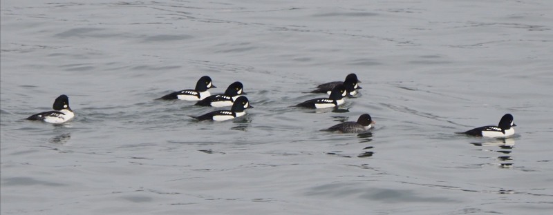 キタホオジロガモ - ML645132712