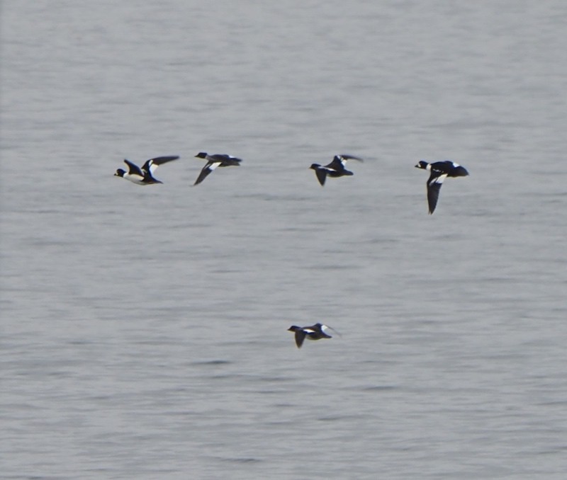 キタホオジロガモ - ML645132713