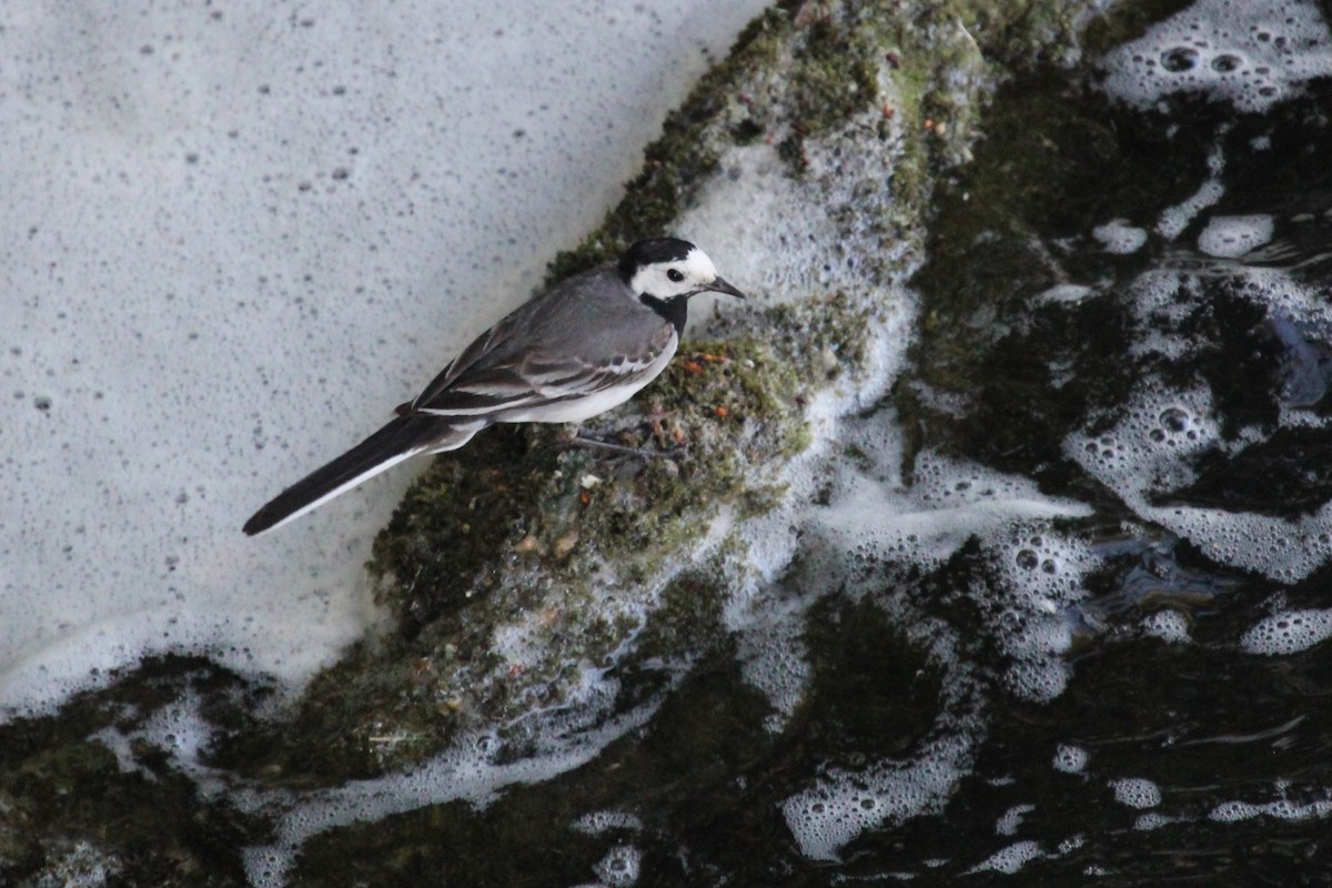 Lavandera Blanca - ML645132723