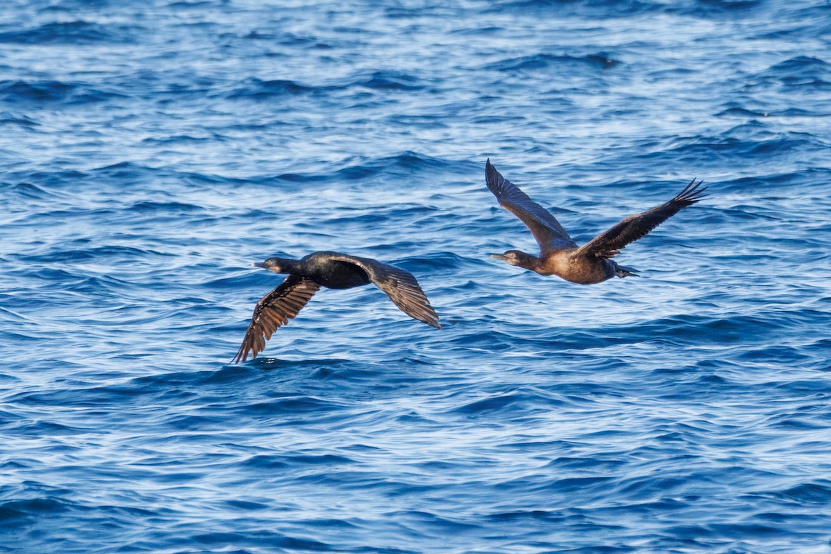 Brandt's Cormorant - ML645132724