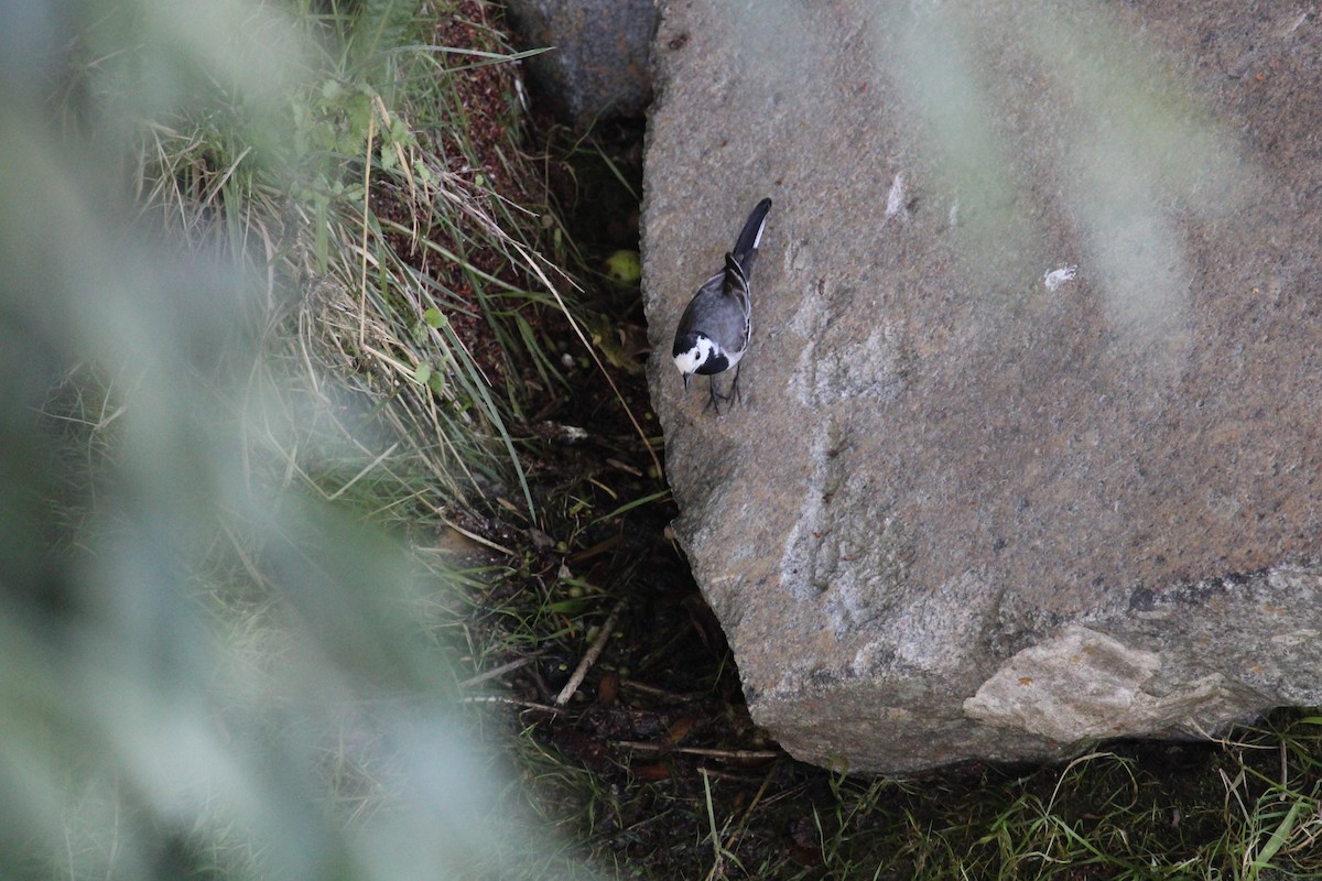 Lavandera Blanca - ML645132725