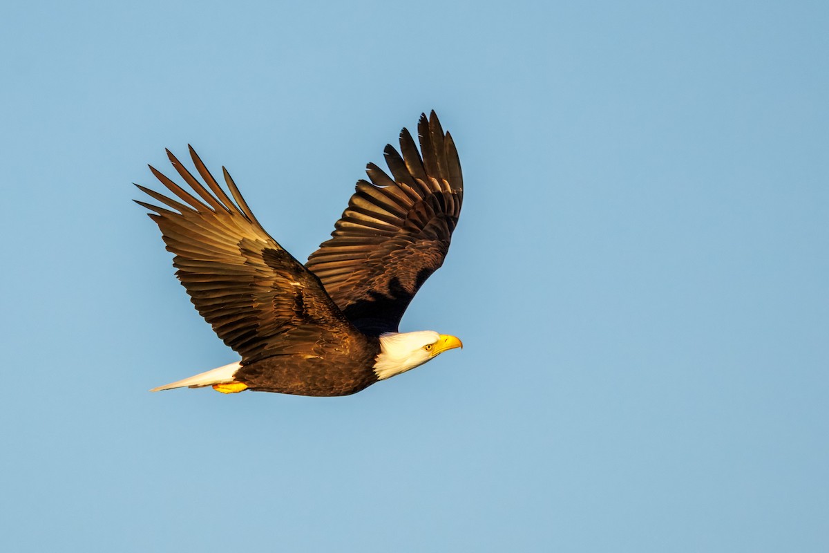 Bald Eagle - ML645132762