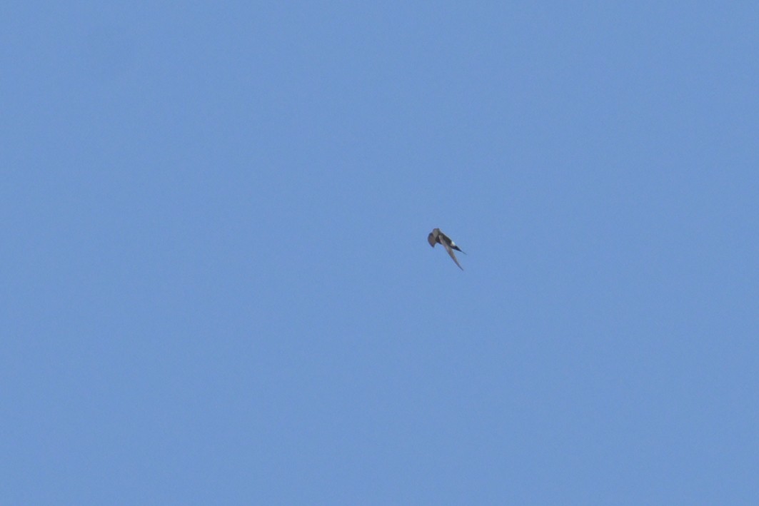 House Swift - ML645132767