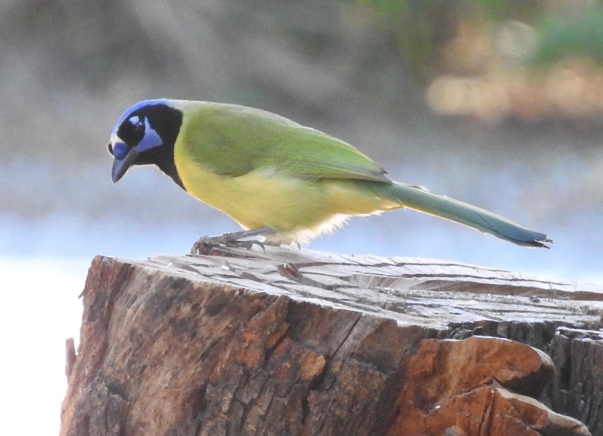 Yeşil Karga - ML645132776