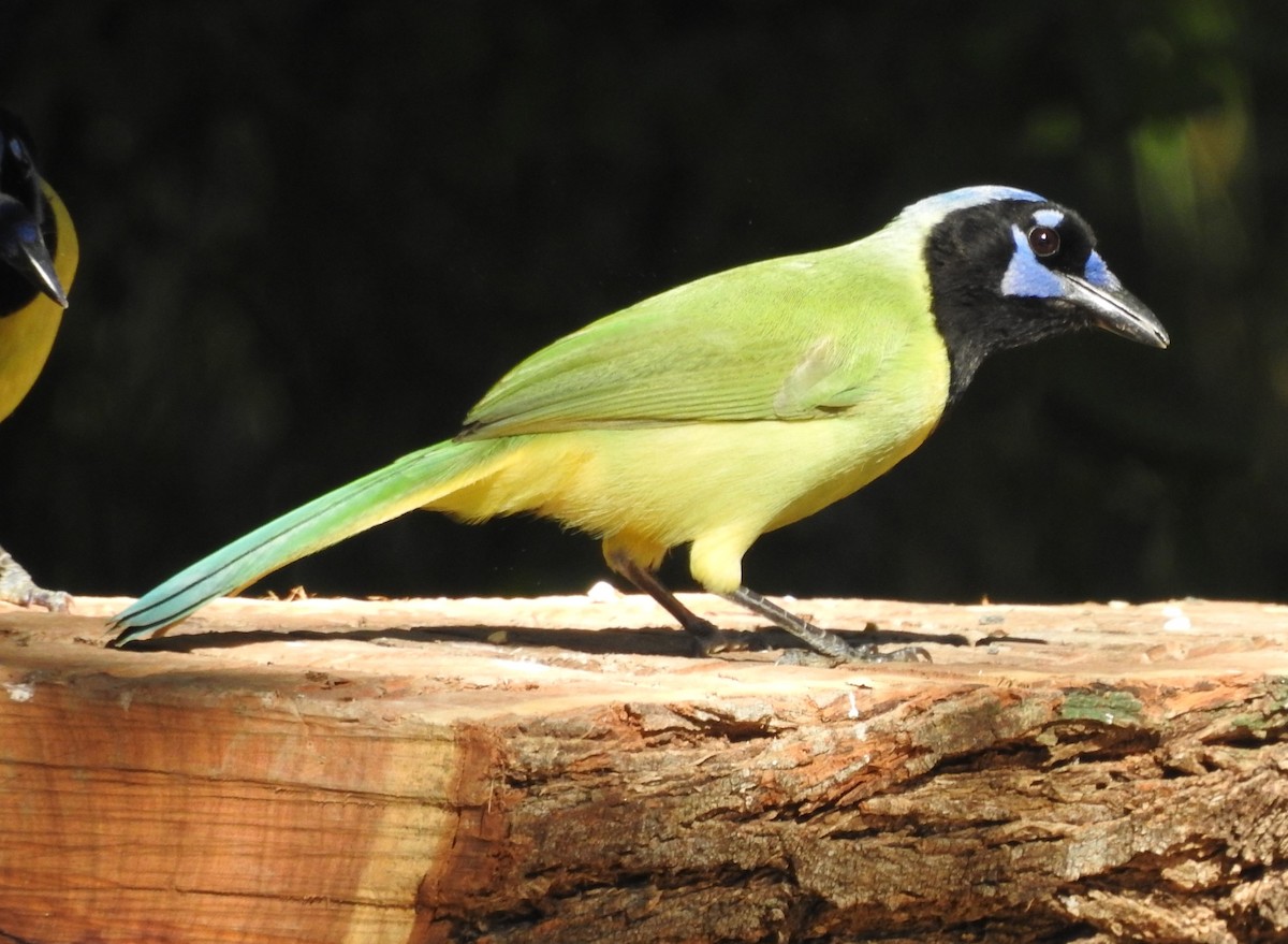 Yeşil Karga - ML645132777