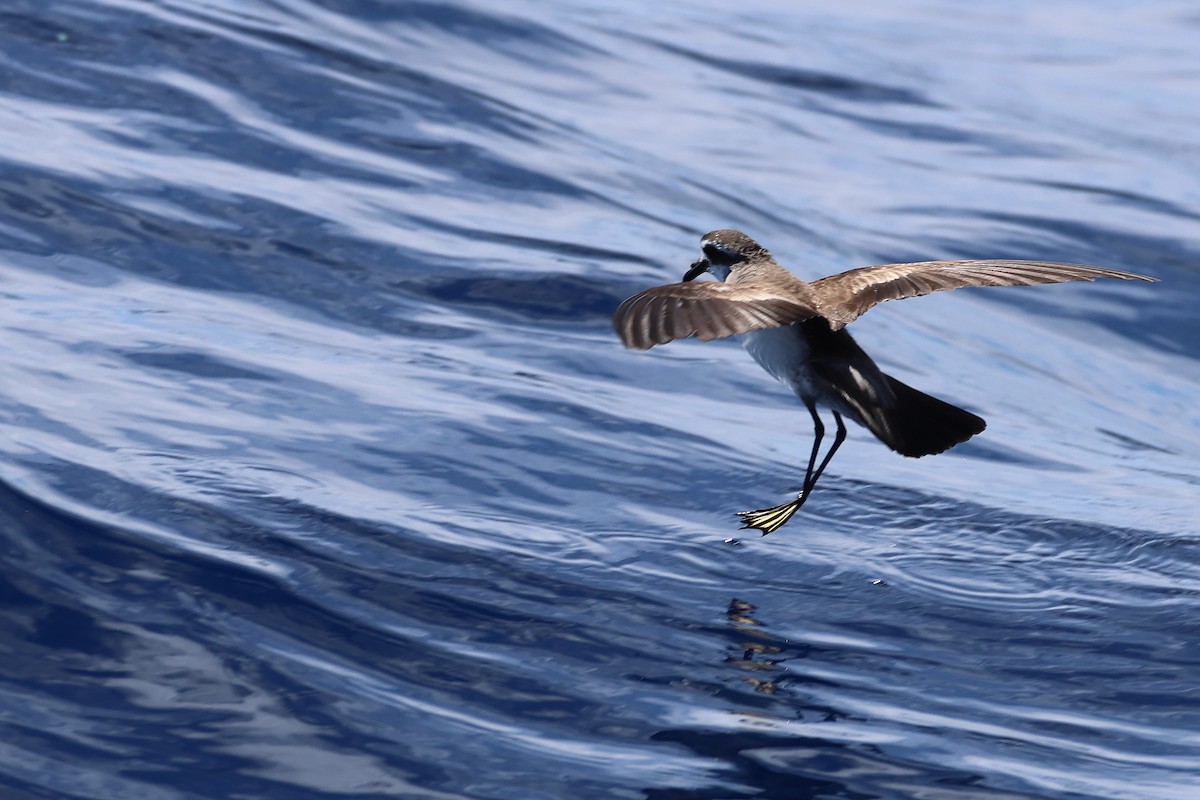White-faced Storm-Petrel - ML645132794