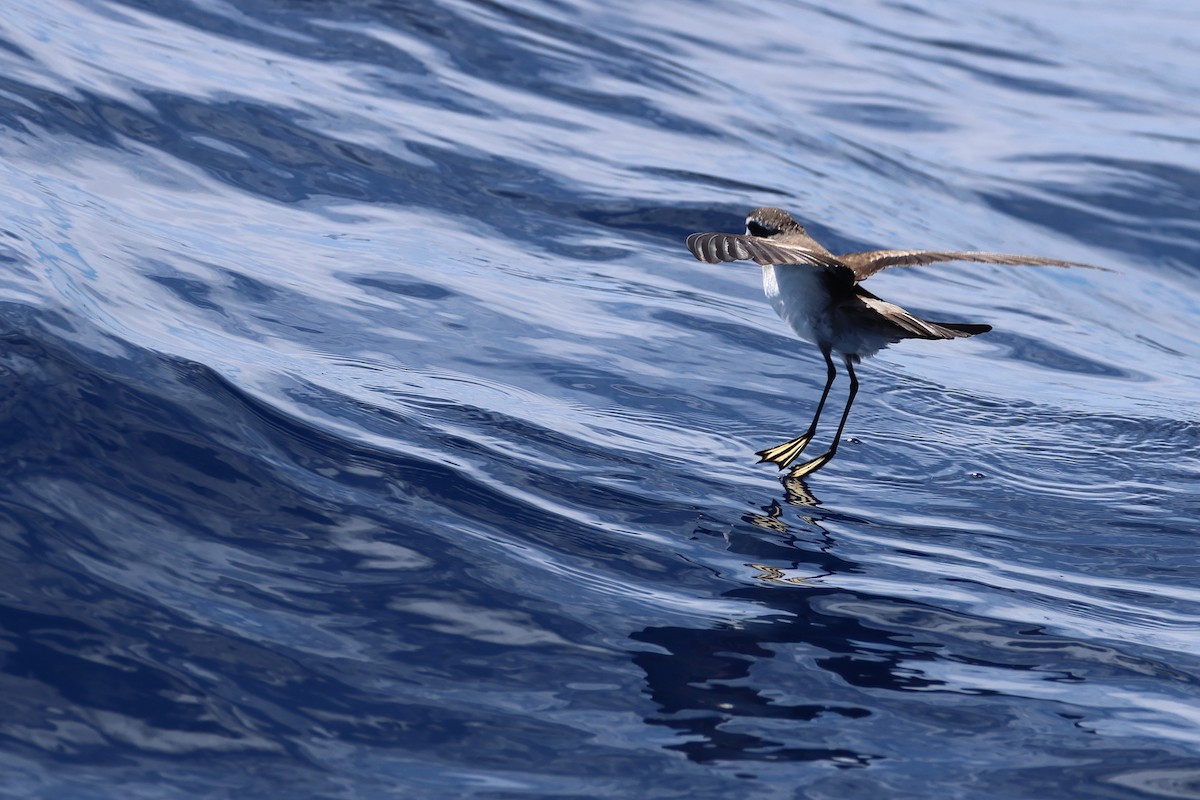 White-faced Storm-Petrel - ML645132795